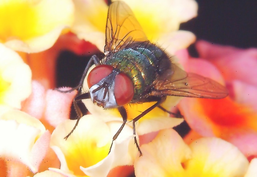 Le meraviglie  Linsetto con gli occhi a strisce e la mosca